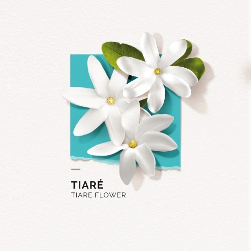 솔리노트 티아레 50ml 오 드 퍼퓸 EDP | 부드럽고 우아한 향의 선택