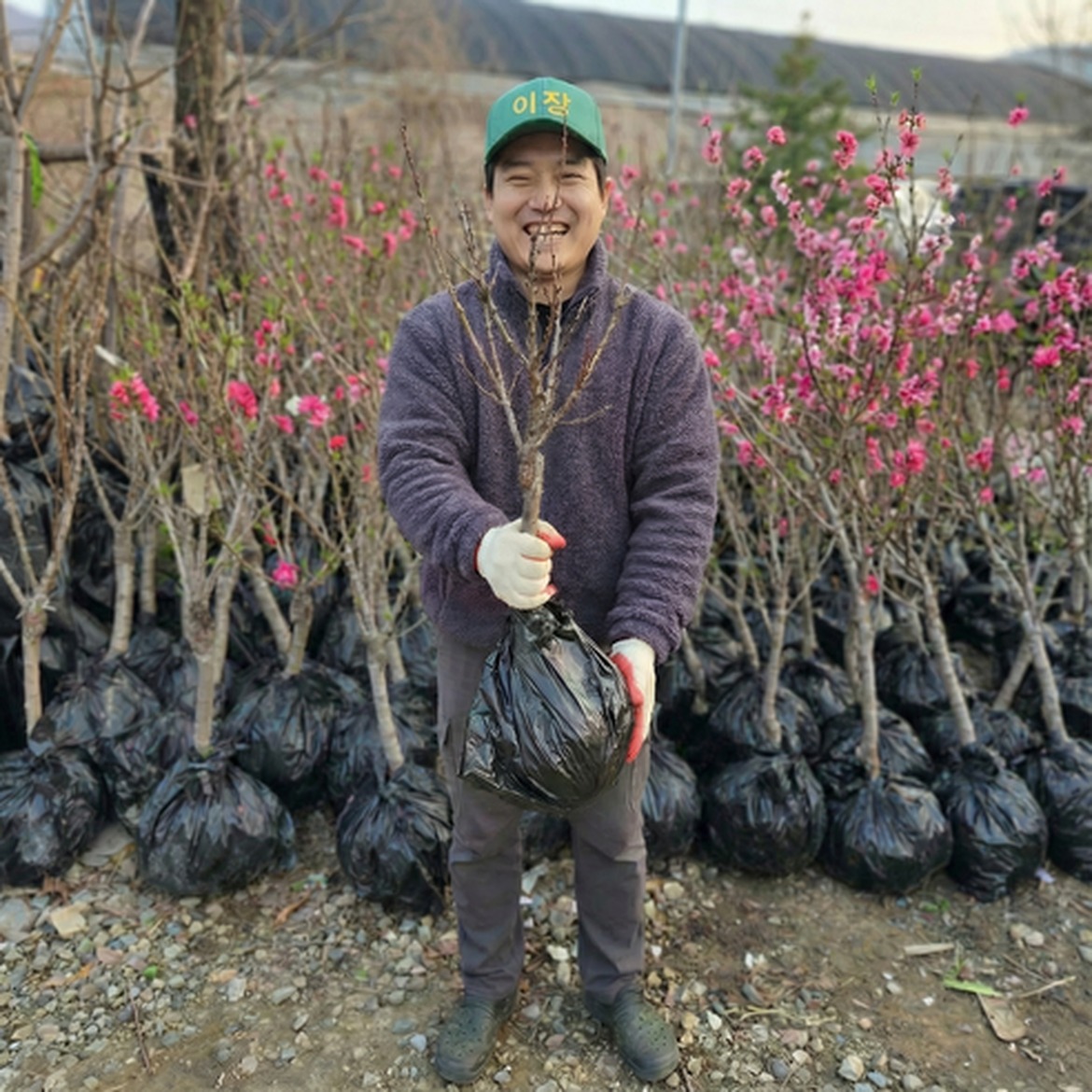 색감으로 시선을 사로잡는 꽃복숭아나무 묘목